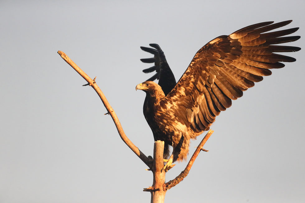 Imagen 23 de la galería de Águila Imperial - Imperial eagle